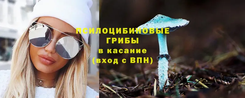 купить   Краснознаменск  Галлюциногенные грибы Magic Shrooms 